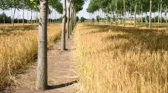 Intercropping