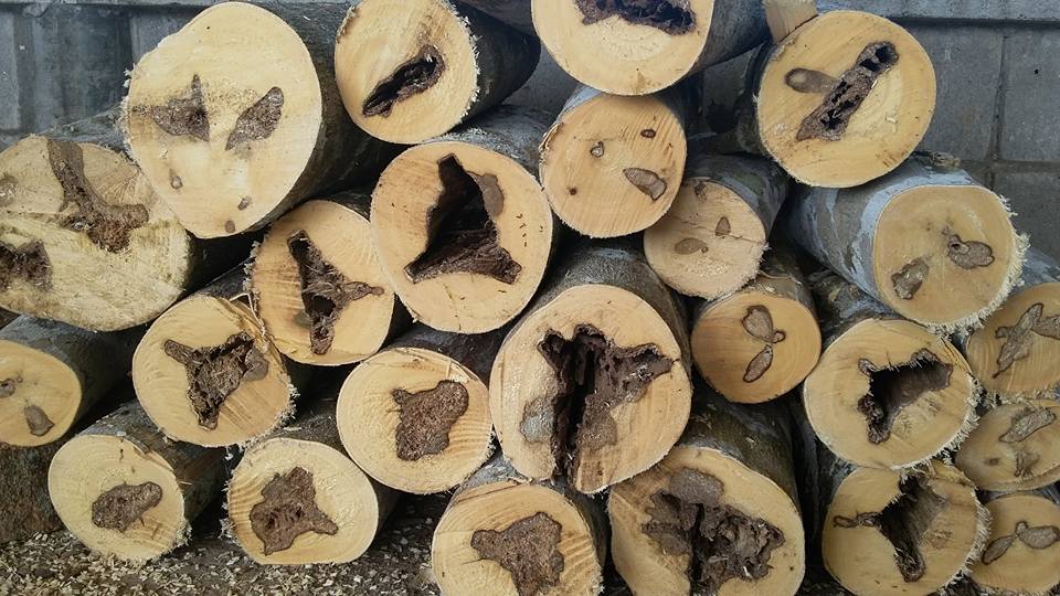 agarwood