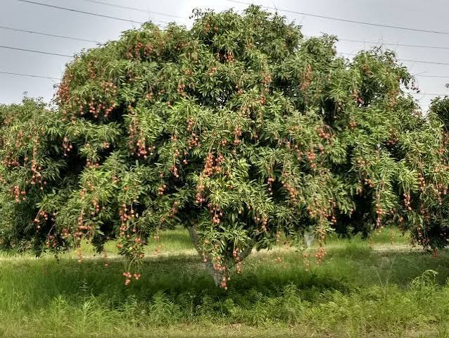 Litchi